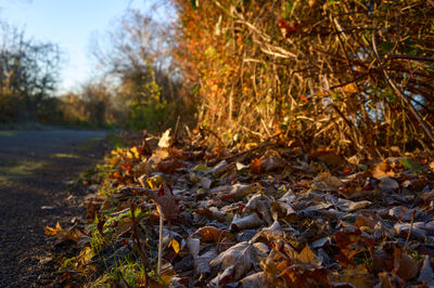 Vibrant green scene with fallen leaves, creating a picturesque, nature-filled landscape.