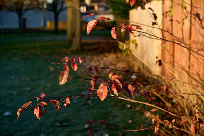 A captivating scene of vibrant red leaves on a tree branch against a clear sky. Intricate details showcase its bright color and textured surface.