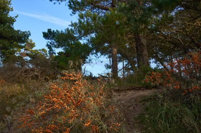 Gullane, East Lothian, Scotland. Lush forest image with diverse trees and bushes, offering shade and tranquility.