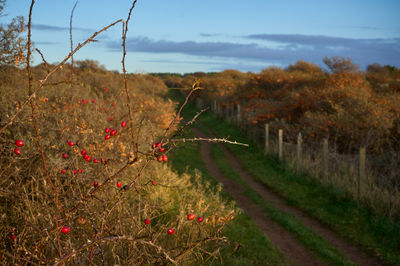 Gullane, East Lothian, Scotland.