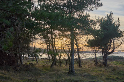 Gullane, East Lothian, Scotland. Lush forest with intertwined branches exudes tranquility.