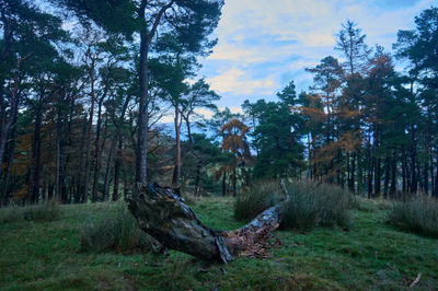 Pentland Hills, Scotland. A weathered tree stump in a lush forest evokes tranquility and time's passage, offering a peaceful setting for reflection amid nature's beauty.