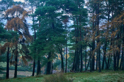 Pentland Hills, Scotland. A serene forest with tall trees, vibrant foliage, and abundant wildlife offers a secluded haven showcasing nature's beauty and grandeur.