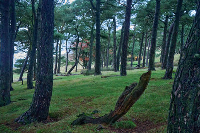 Pentland Hills, Scotland. Mysterious, serene forest with tall trees, creating a harmonious green tapestry. Invites exploration and contemplation in its tranquil ambiance.