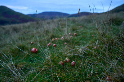 Pentland Hills, Scotland. Vibrant red flowers dot a lush green meadow, enhancing its picturesque beauty.