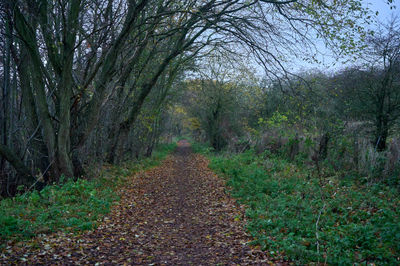 Pentland Hills, Scotland. Serene forest with winding path through lush greenery under canopy filtering sunlight, offering tranquil journey in nature's peaceful beauty.