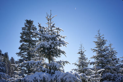 Sattel, Swiss Alps. A serene winter image shows a snowy forest with a majestic tree covered in white snow. Other trees add to the winter wonderland.