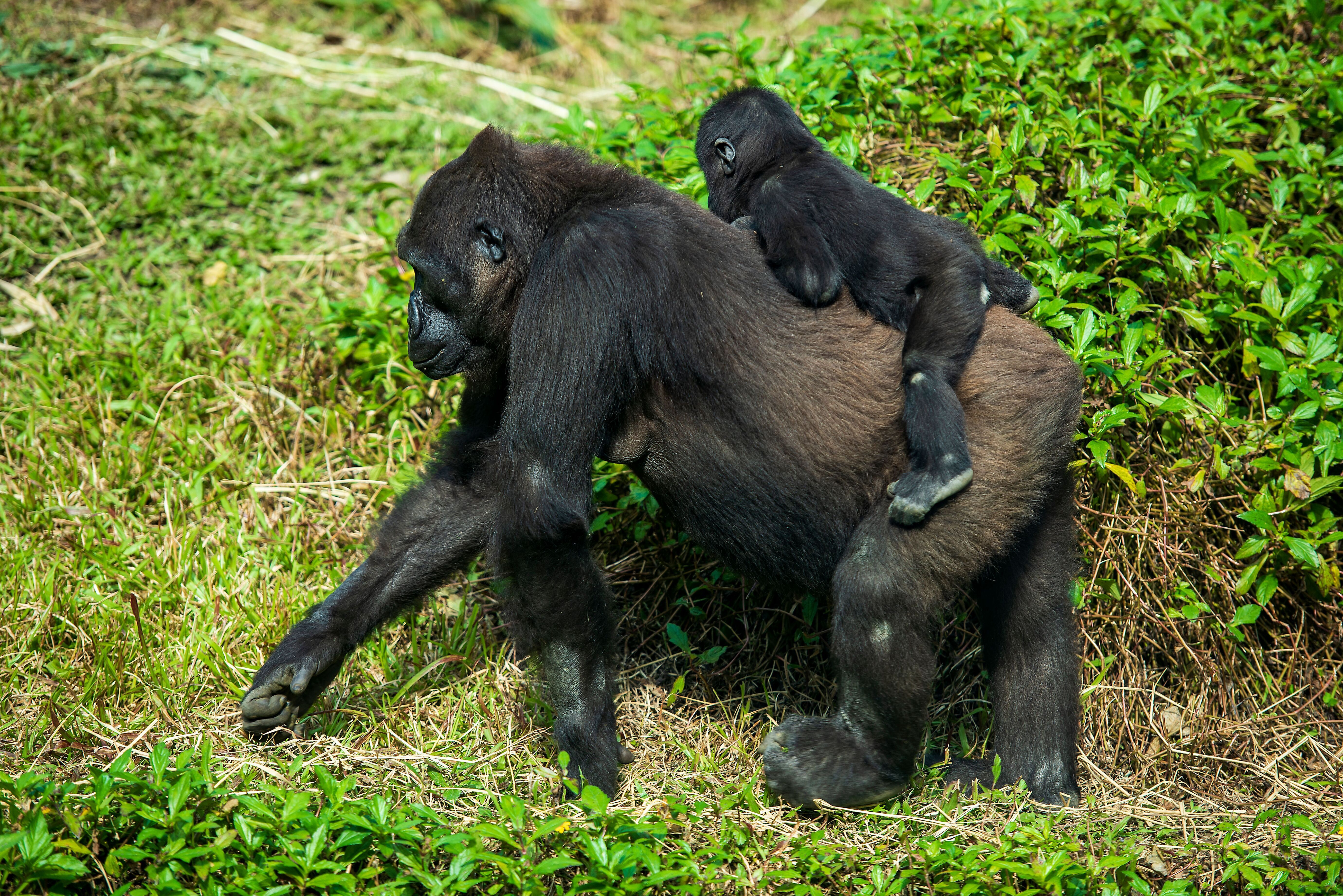 Mgahinga Gorilla NP
