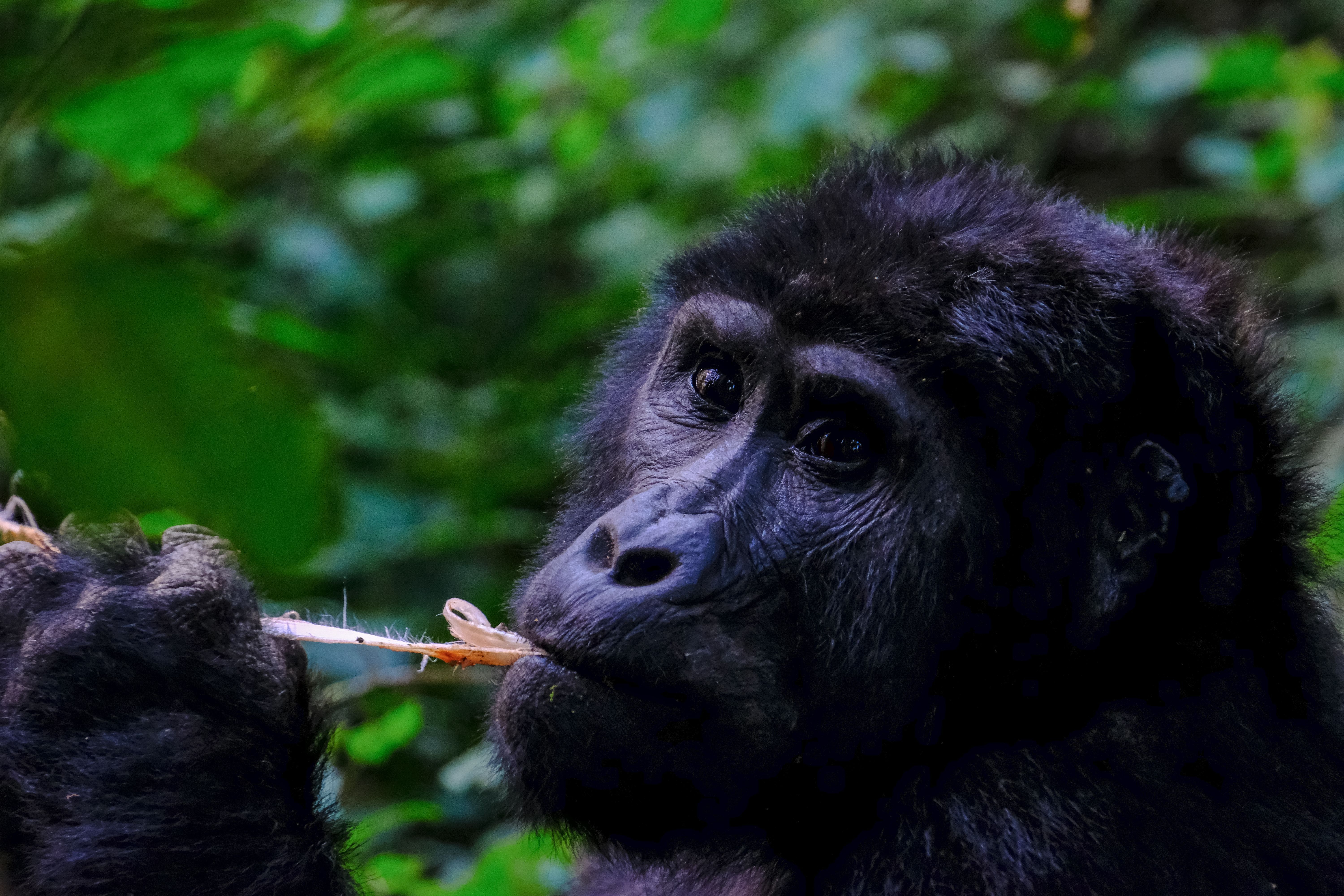 Bwindi Impenetrable National Park: Ultimate Gorilla Trekking & Travel Guide | Valverde Safaris