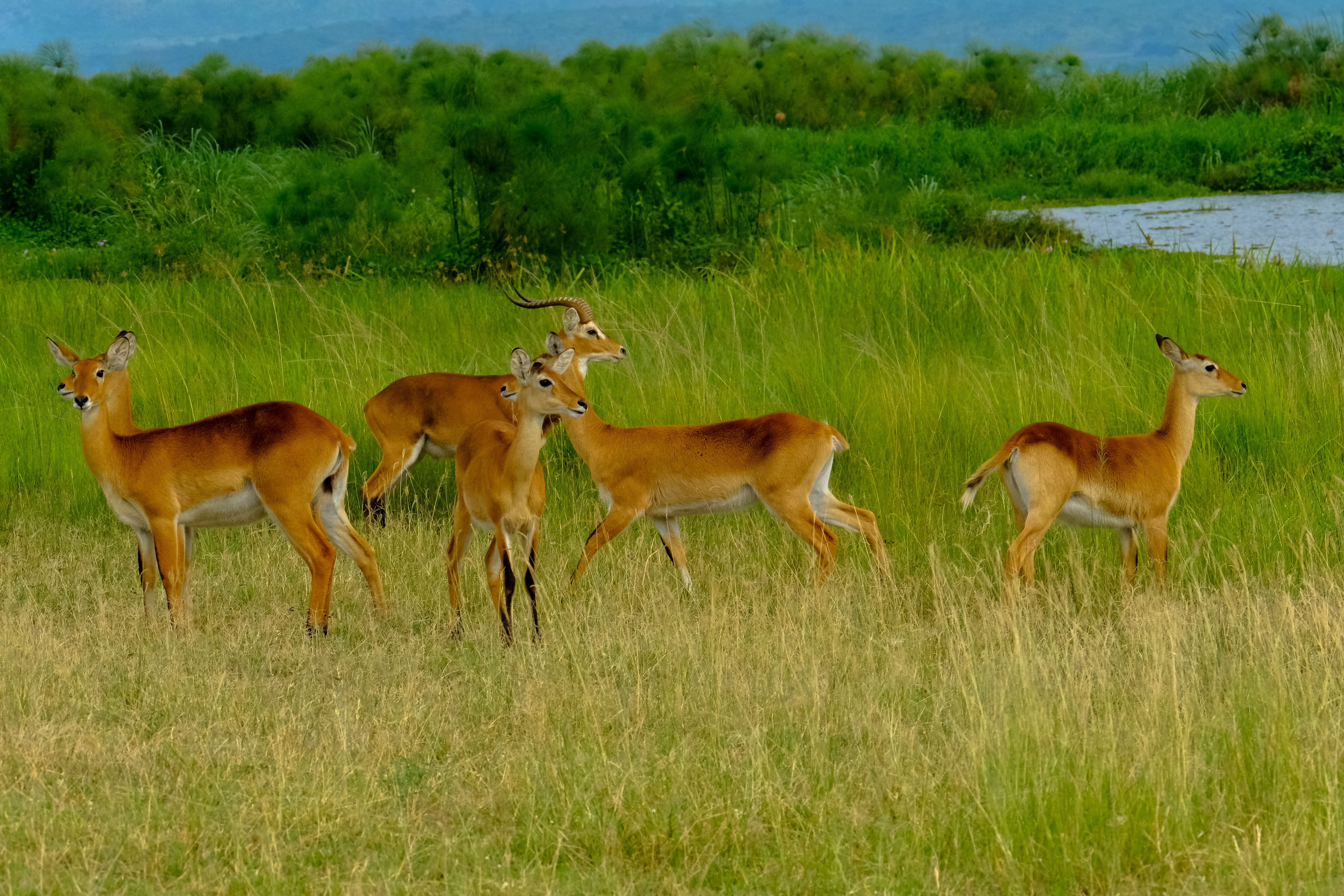 Scenic nature landscape in Uganda