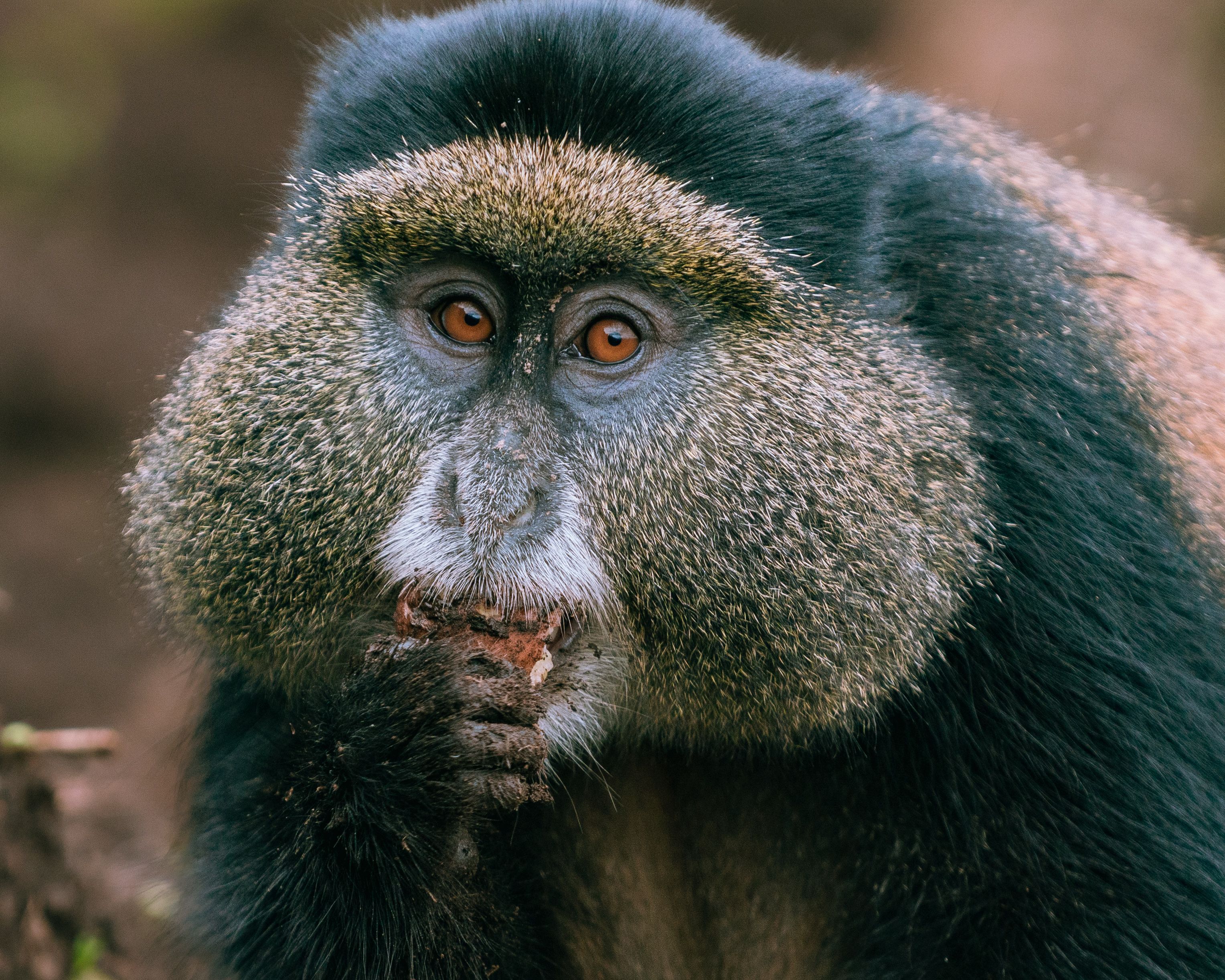 7-Day Rwanda Uganda Gorillas, Chimpanzee & Wildlife Safari