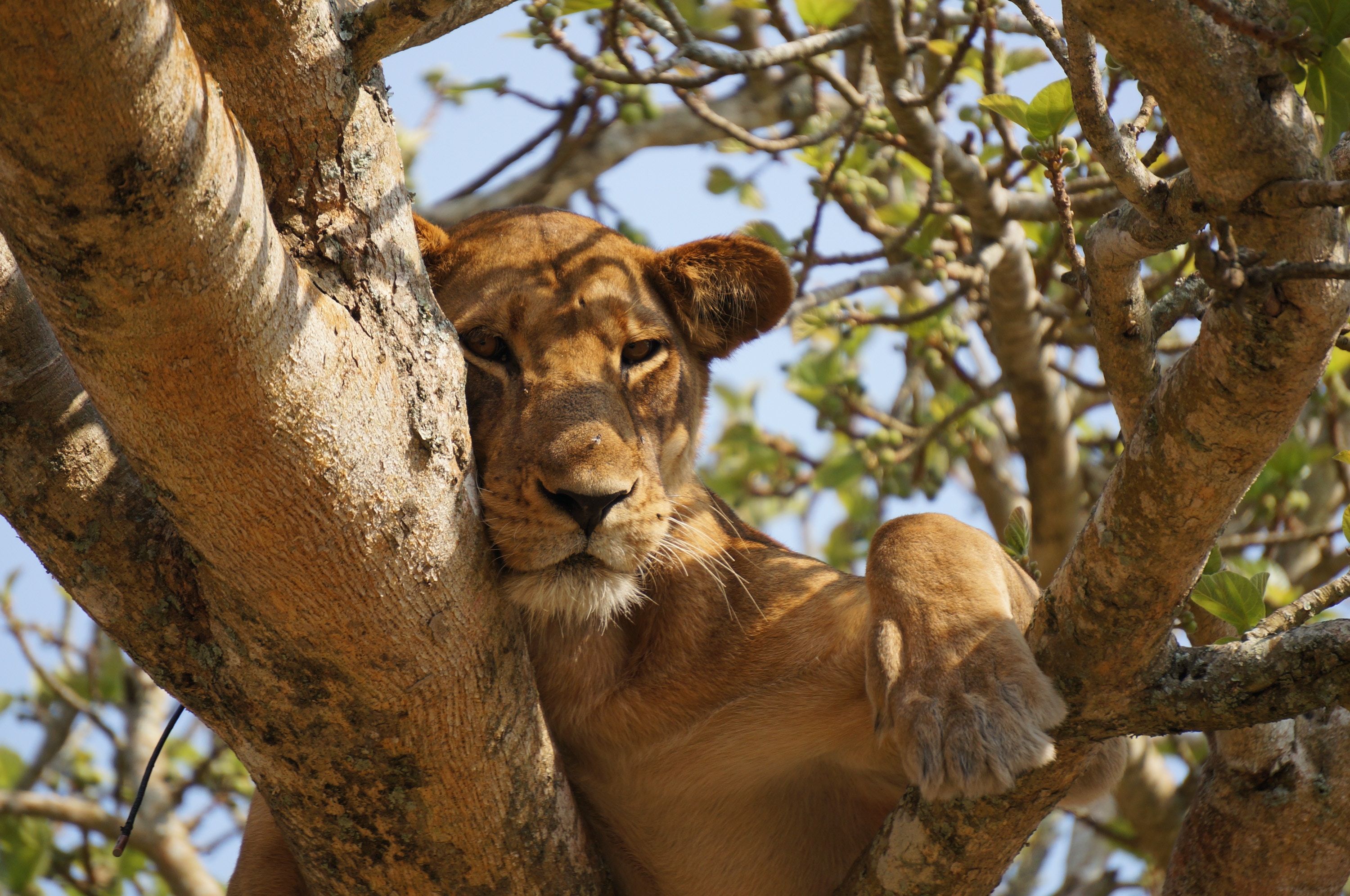 7-Day Rwanda Uganda Gorillas, Chimpanzee & Wildlife Safaris