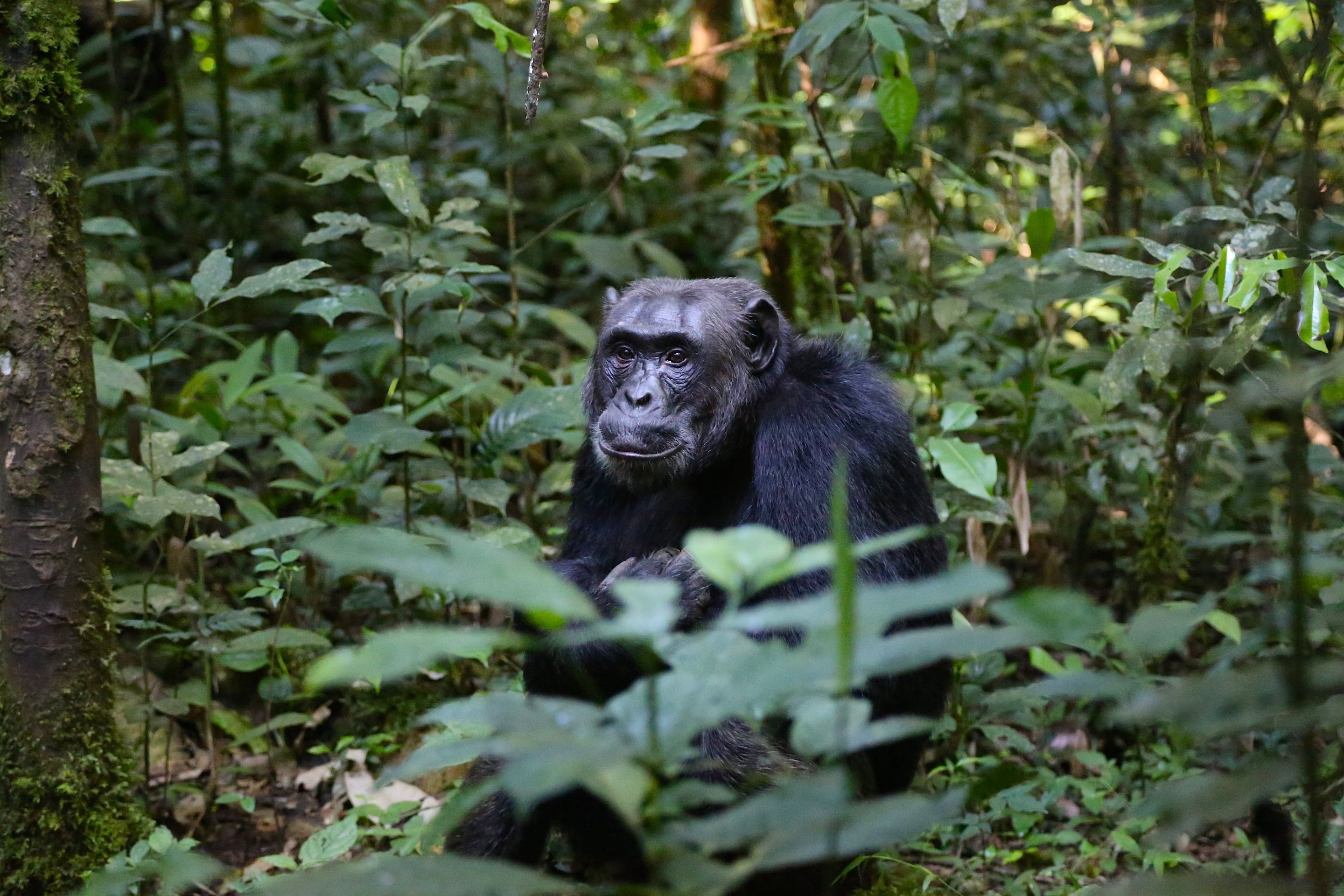 7-Day Uganda Wildlife, Gorilla, Chimps & Relaxation Tour