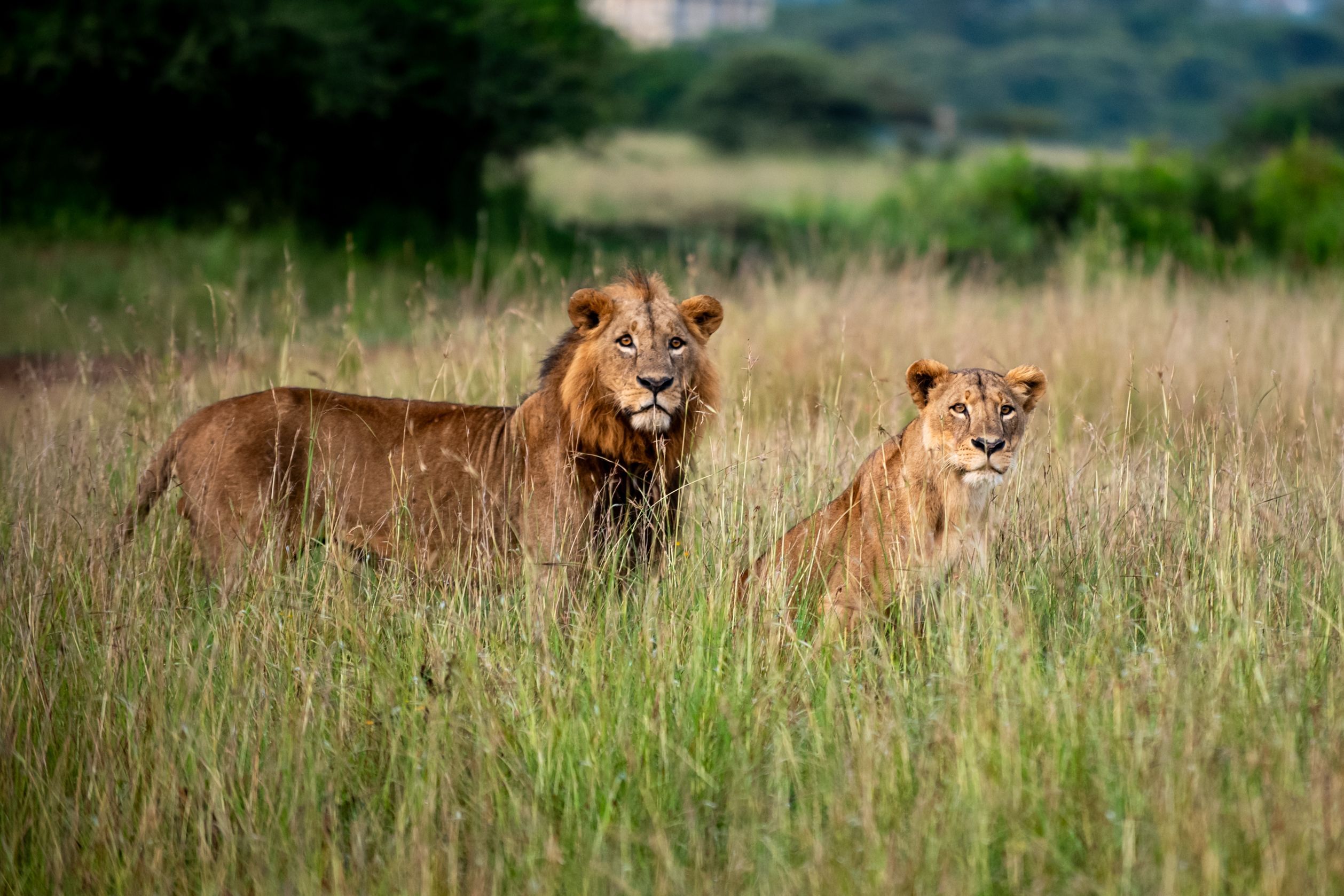 Tanzania Endless Horizons