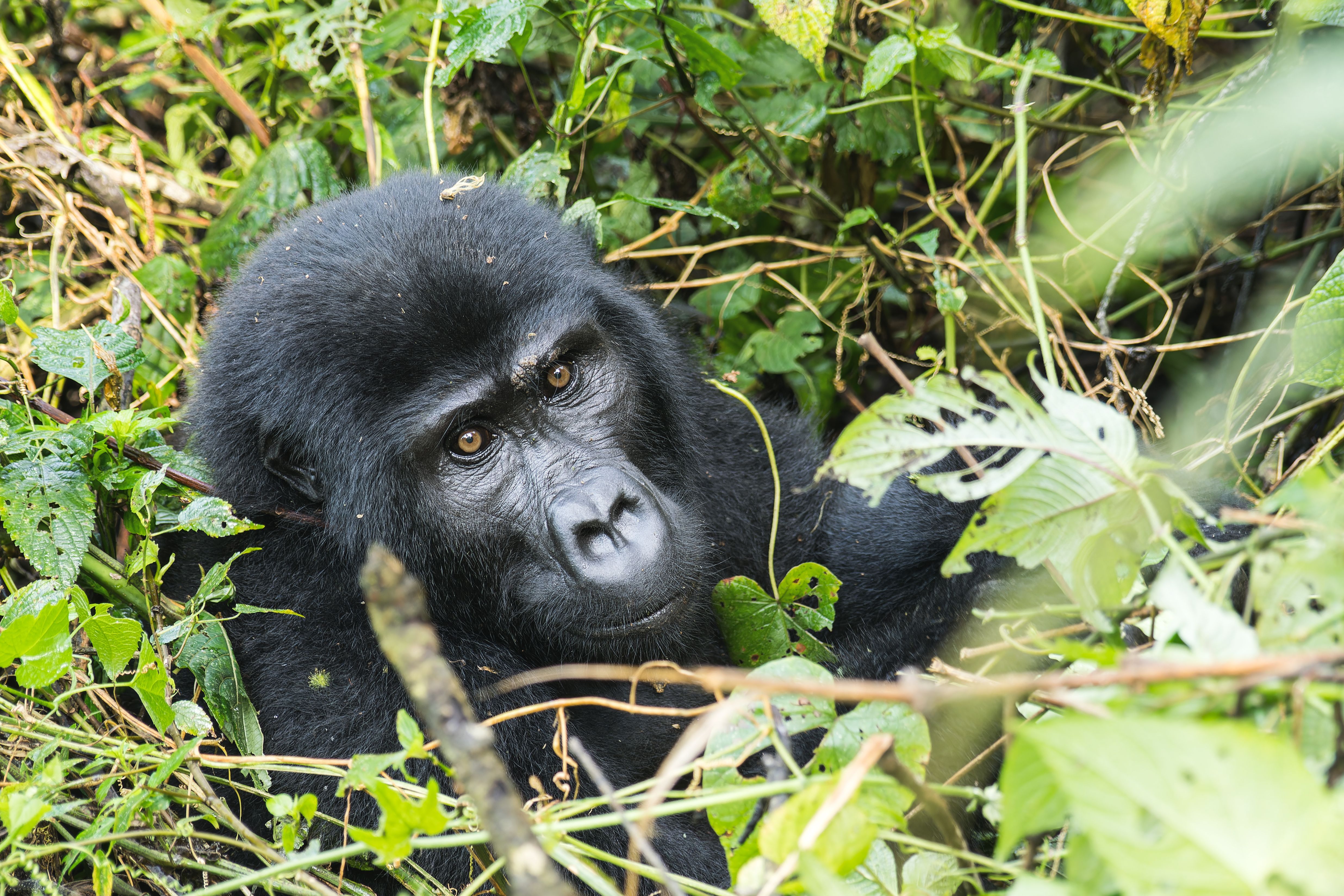 Gorilla Trekking In Uganda Guide: Rules, Etiquette & Tips