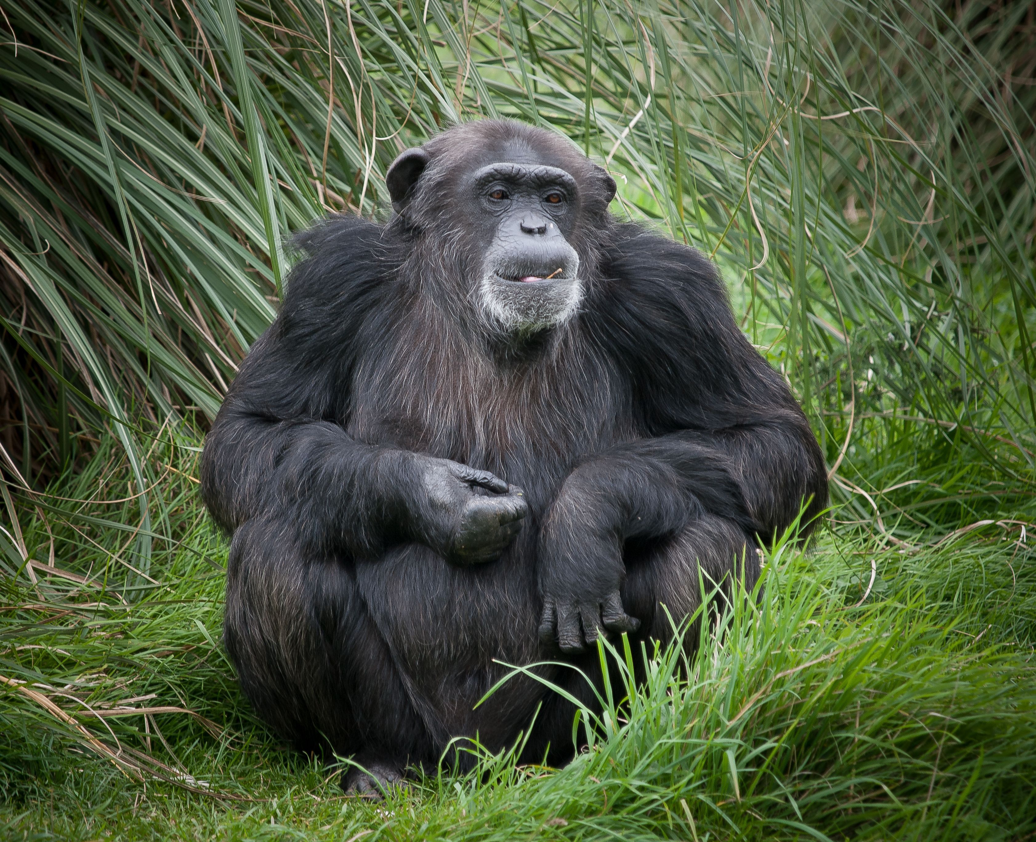 10-Day Uganda Big 5, Gorillas, Chimpanzee & Wildlife Safari