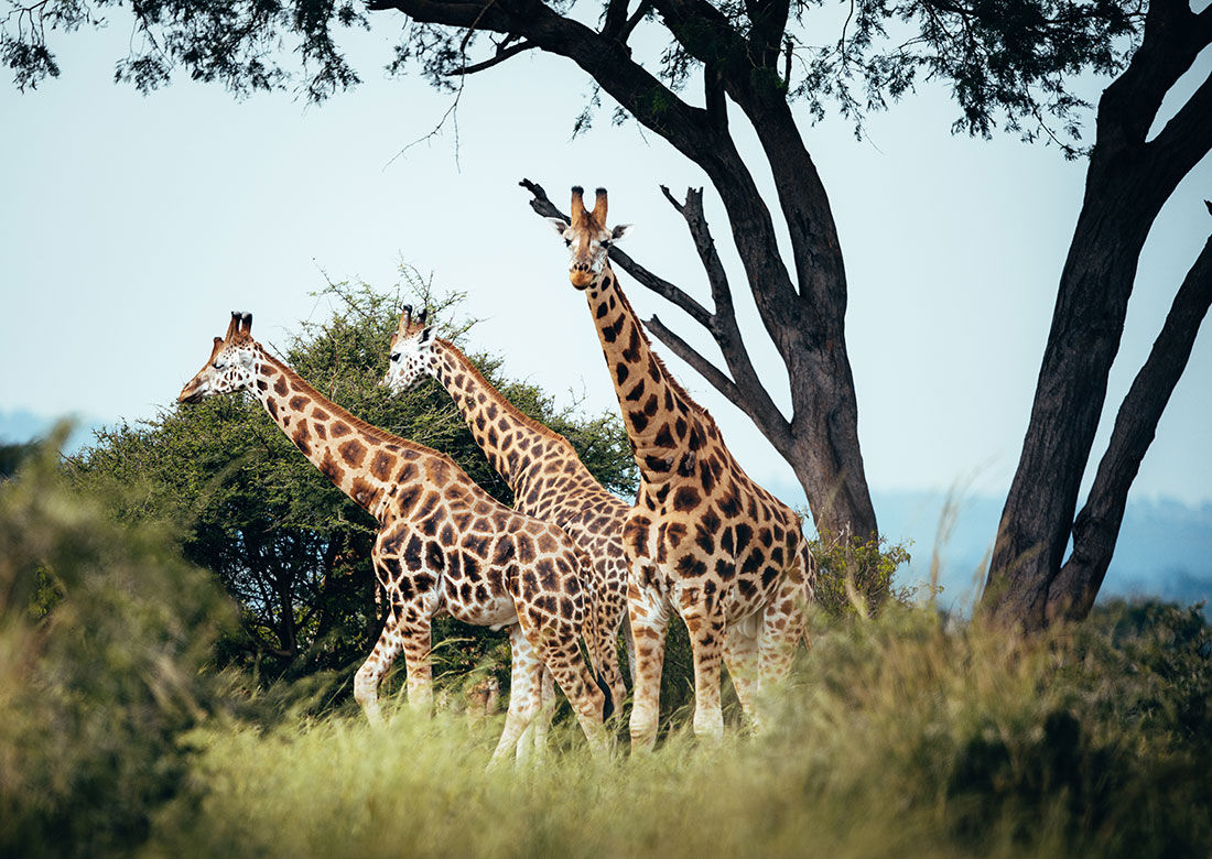 Uganda Safari Companies Offering Custom Itineraries: Craft Your Masterpiece with Valverde Safaris