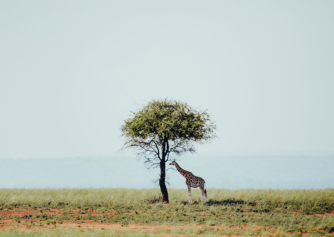 East Africa Safari Planning: Complete Travel & Route Guide