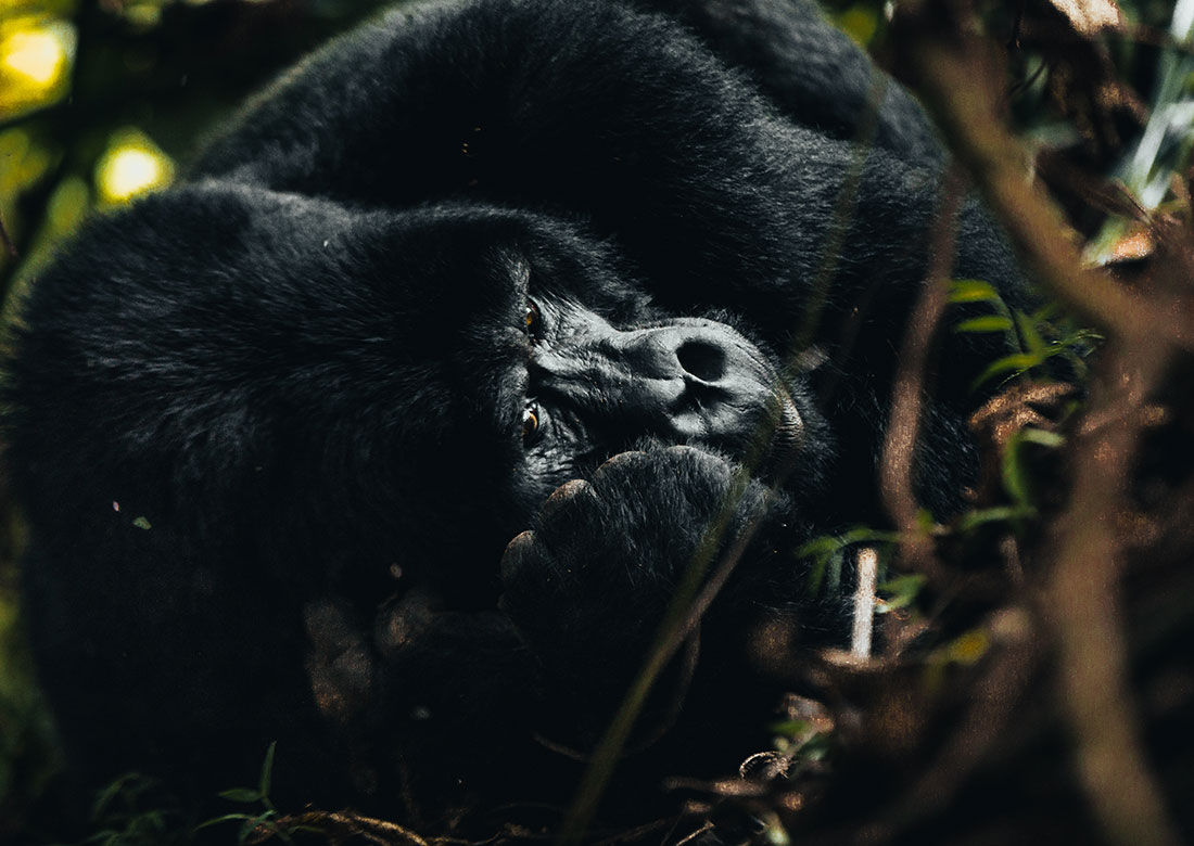Best Companies Offering Gorilla Trekking Tours from Uganda | Valverde Safaris