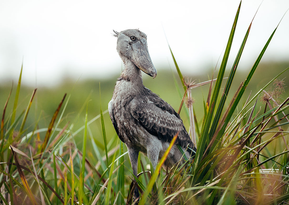 Shoebill Stork Uganda: Where & How to See One