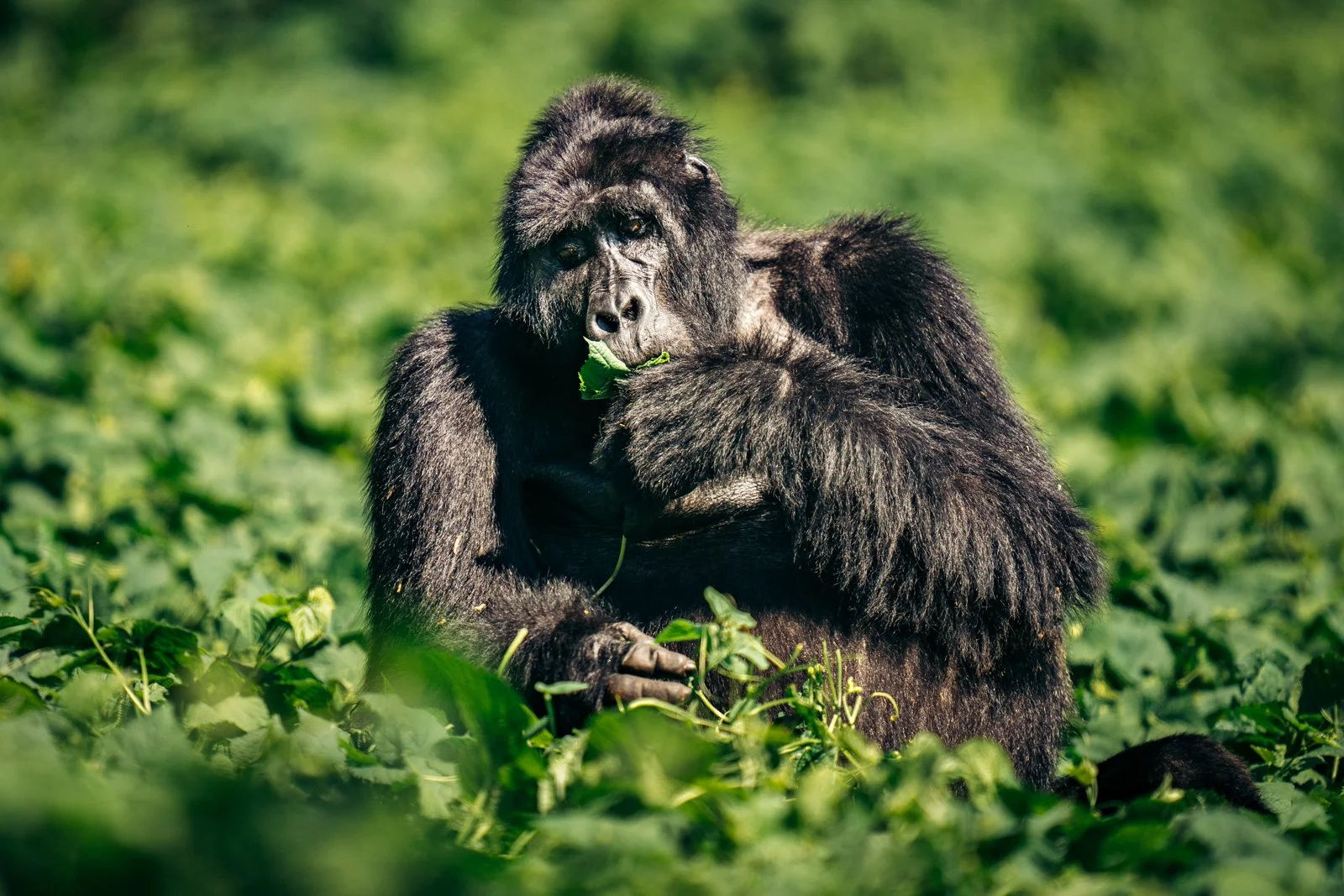 4-Day Rwanda-Uganda Gorillas & Bunyonyi Relaxation Tour