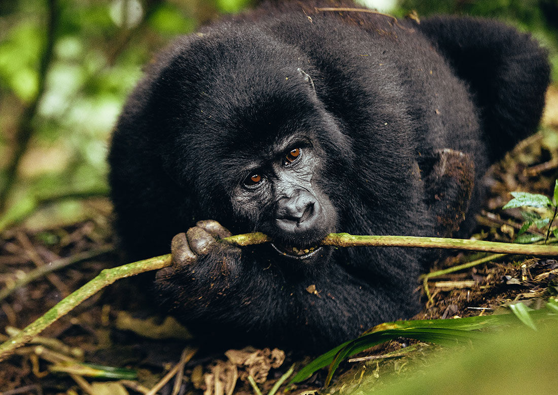 Uganda and Rwanda Safari Travel Tips – Gorilla Trekking & Wildlife Guide