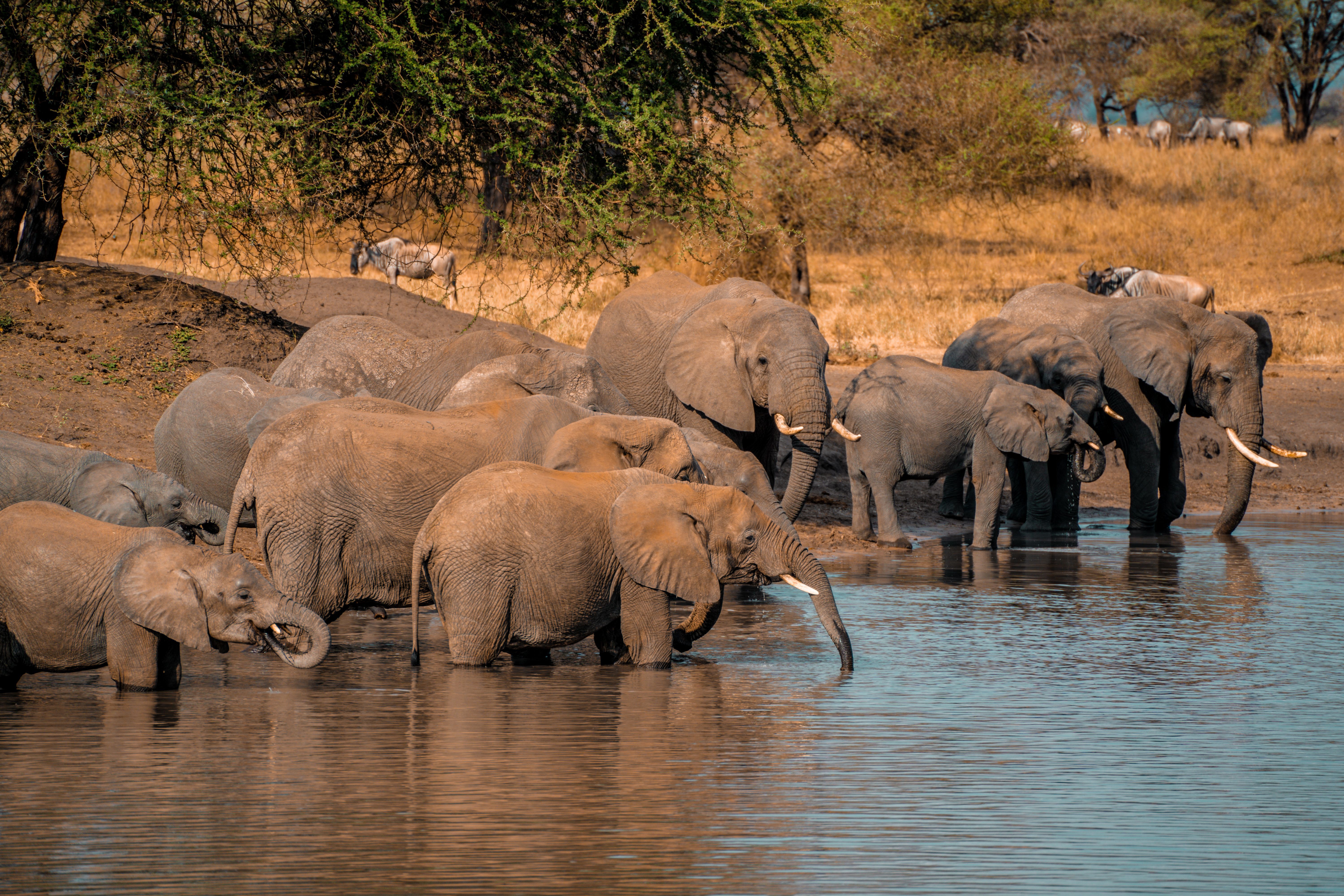 5-Day Uganda Gorilla Trekking & Kibale Chimpanzee Safari