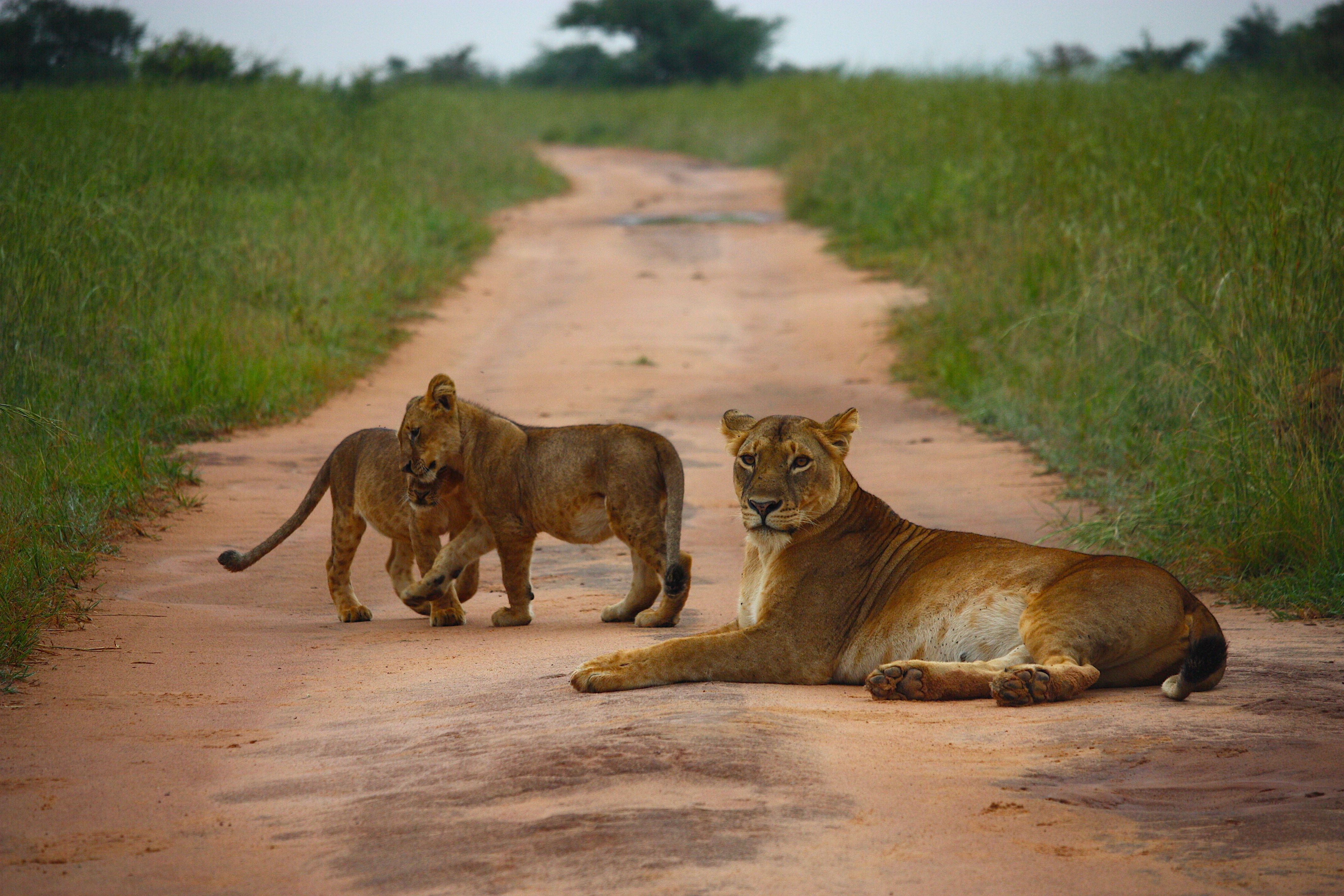 Kidepo Valley National Park Guide: The Rugged Savannah of Uganda