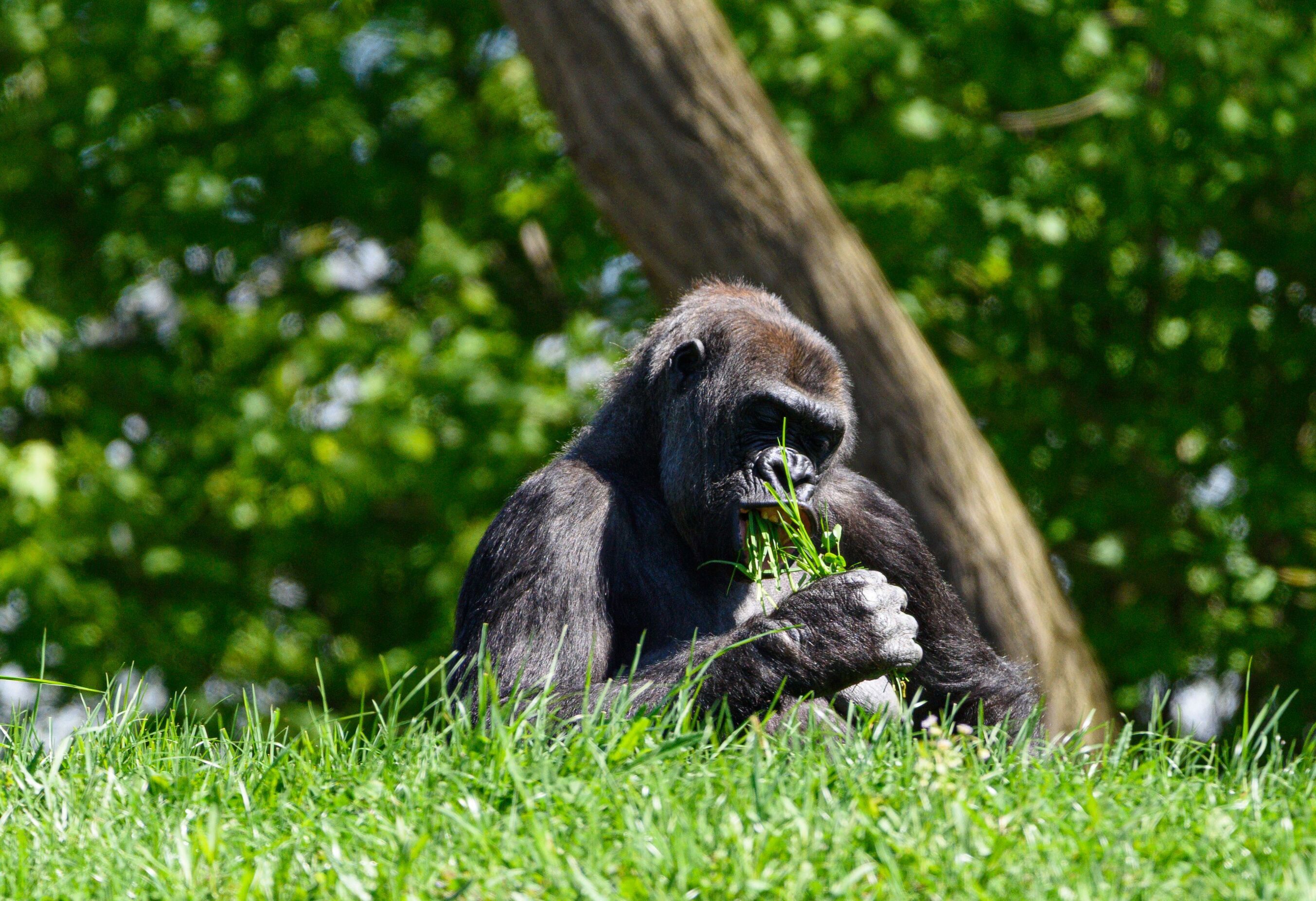 Close up view of a mountain gorilla in its natural green habitat