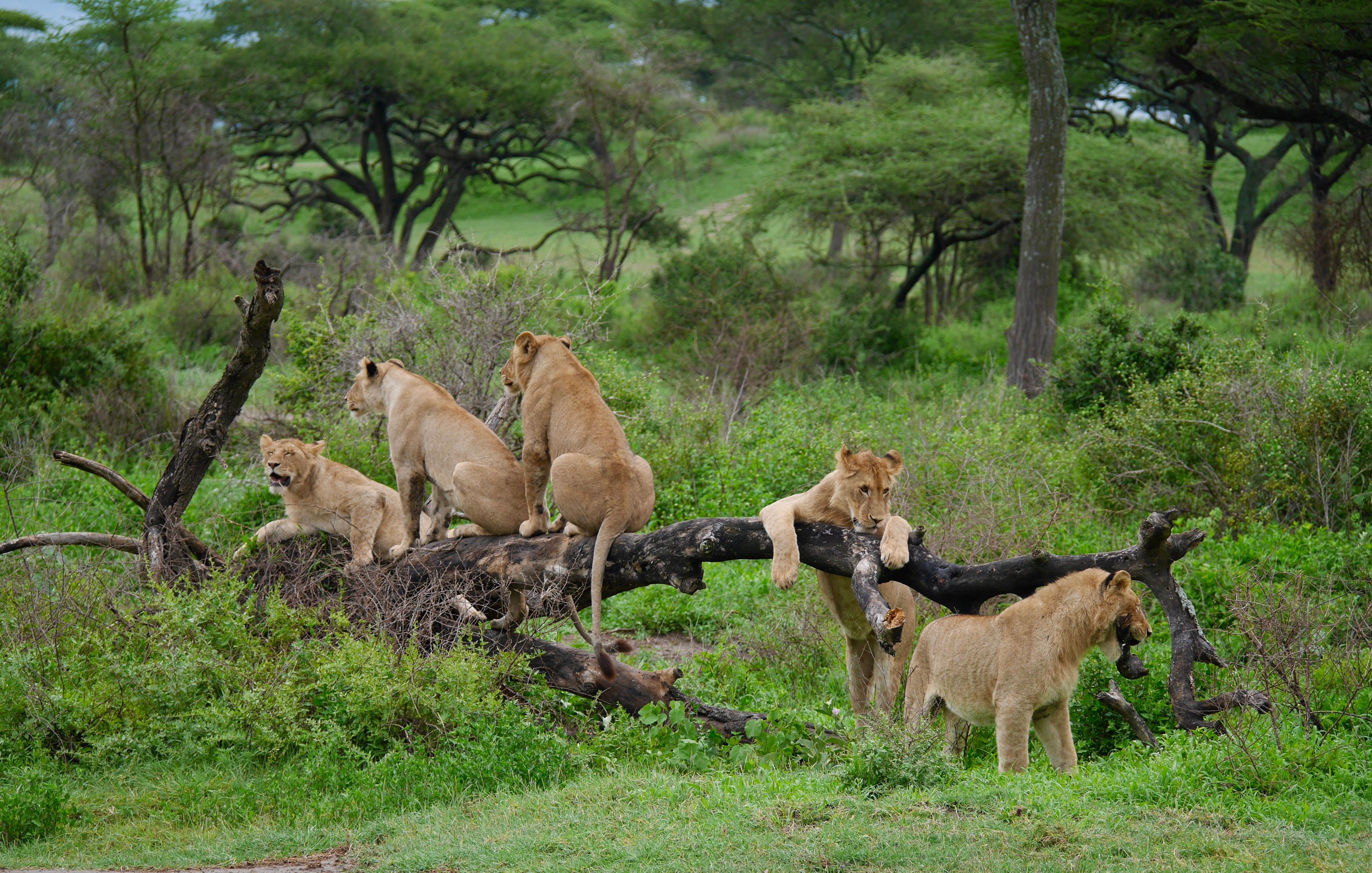 9-Day Uganda Mid-Range Gorilla, Chimps & Wildlife Safari