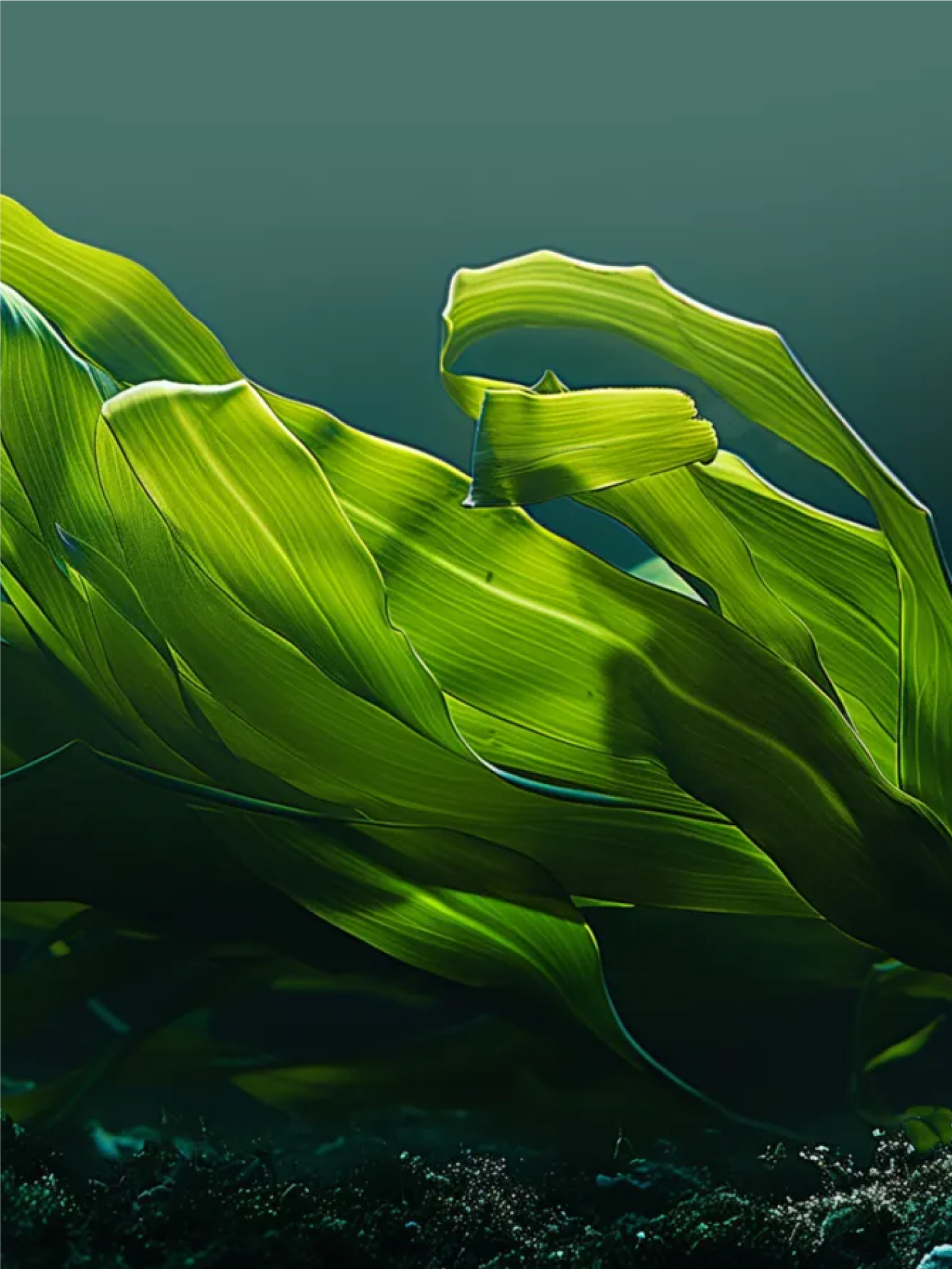 Vilgain Greens Mix — Detail