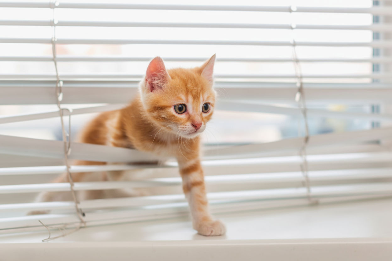 Logu Garderobe: Atrodi Savu Ideālo Žalūziju Stilu 2025! 🎨