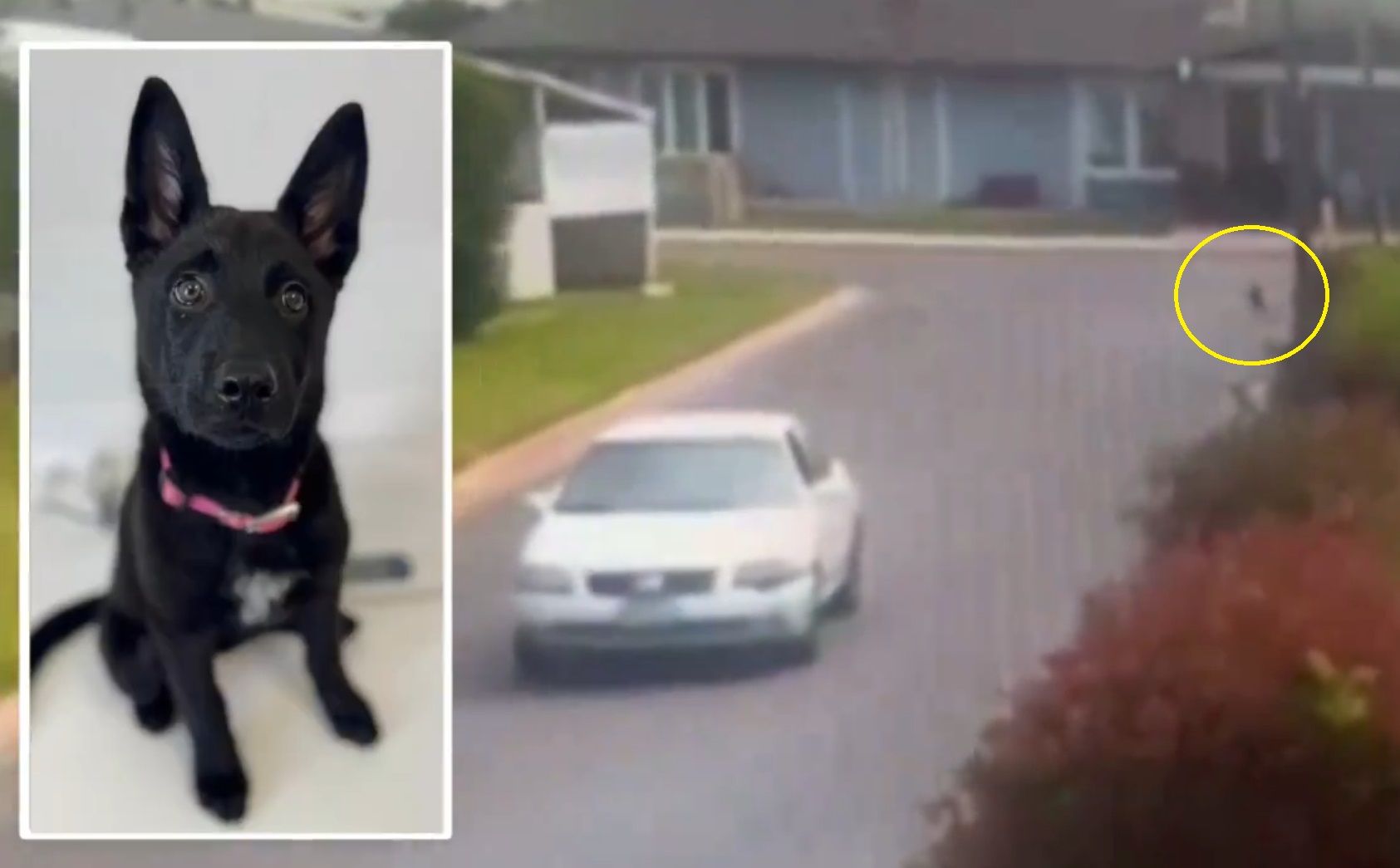 Despiadado abandono: Cachorro de tres meses dejado a su suerte en California