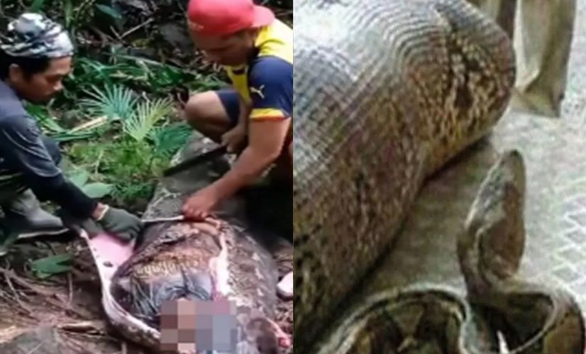 Woman's body found in stomach of huge python
