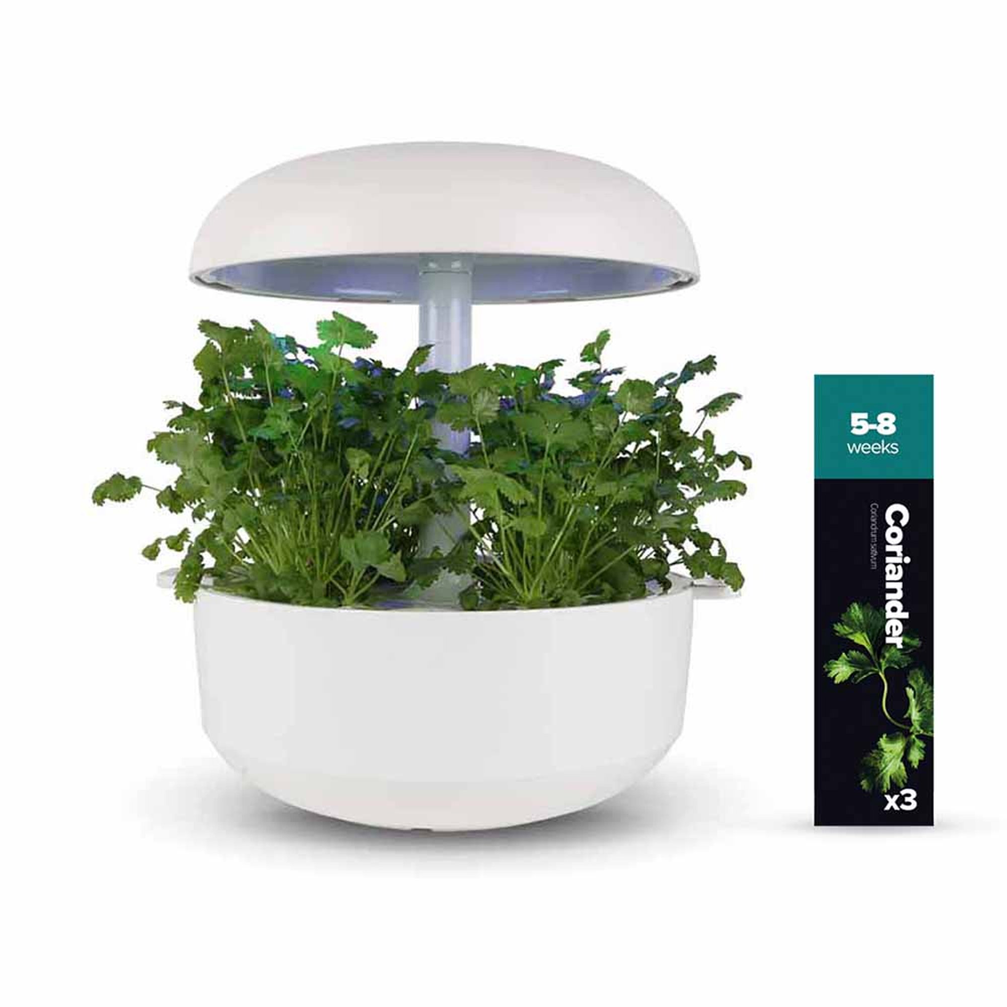 Kit 2: Coriandolo, Prezzemolo, Maggiorana Plantui Italia vista1