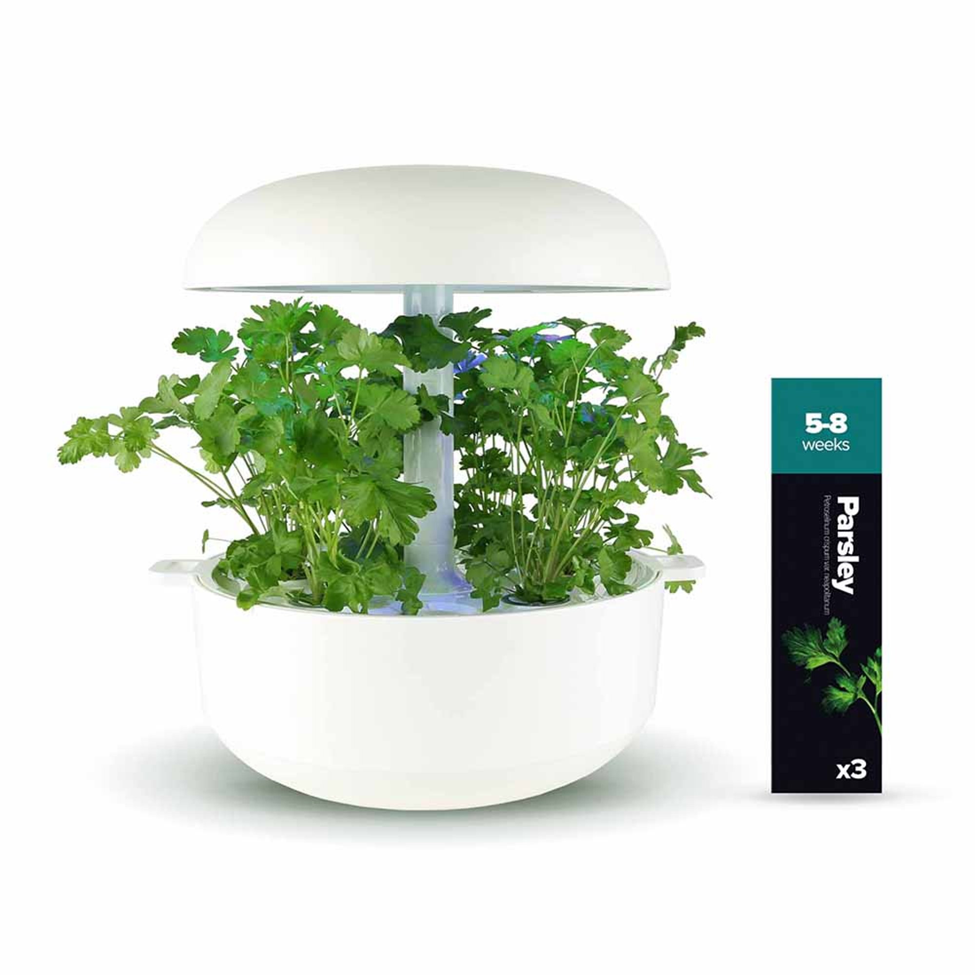 Kit 2: Coriandolo, Prezzemolo, Maggiorana Plantui Italia vista2