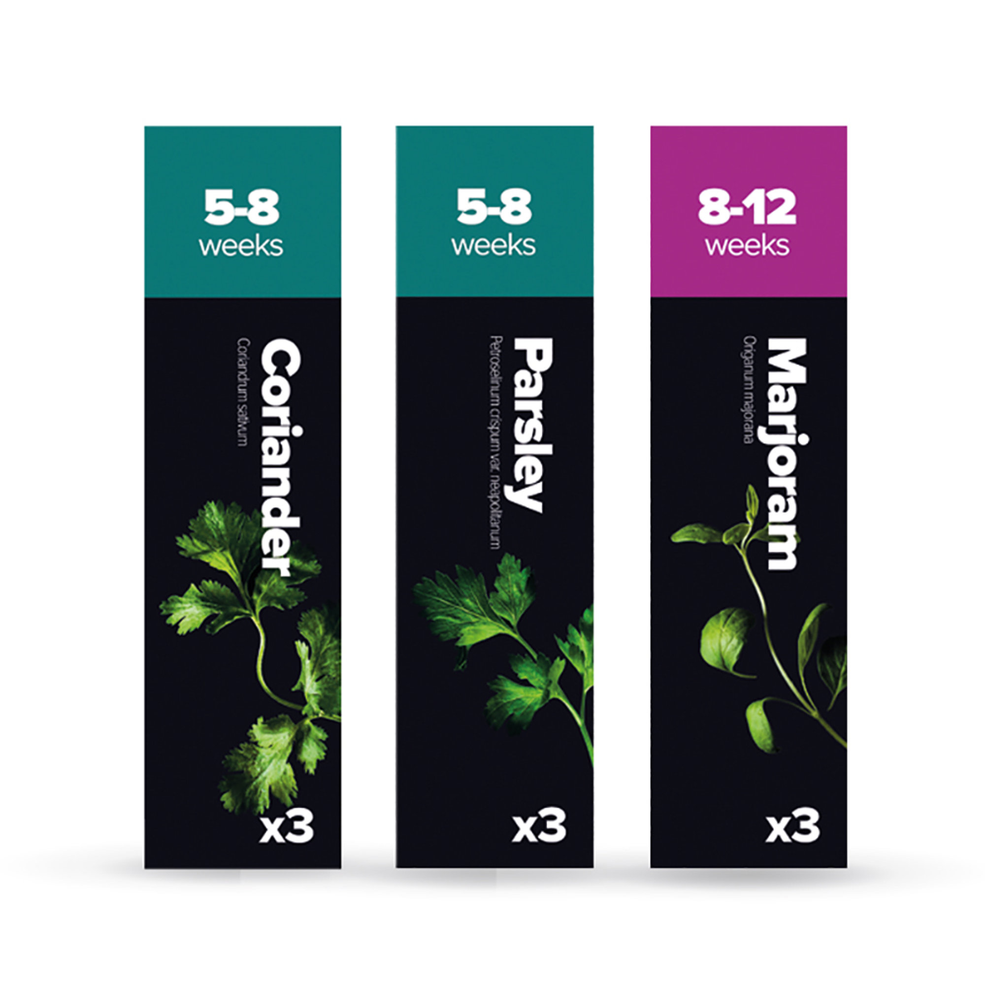 Kit 2: Coriandolo, Prezzemolo, Maggiorana Plantui Italia vista0