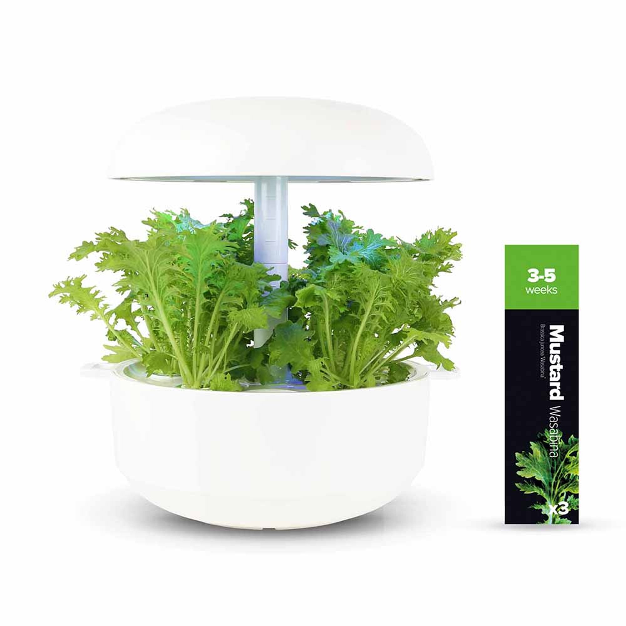 Kit 5: Rucola selvatica, Peperoncino rosso piccante, Senape indiana wasabina Plantui Italia vista2