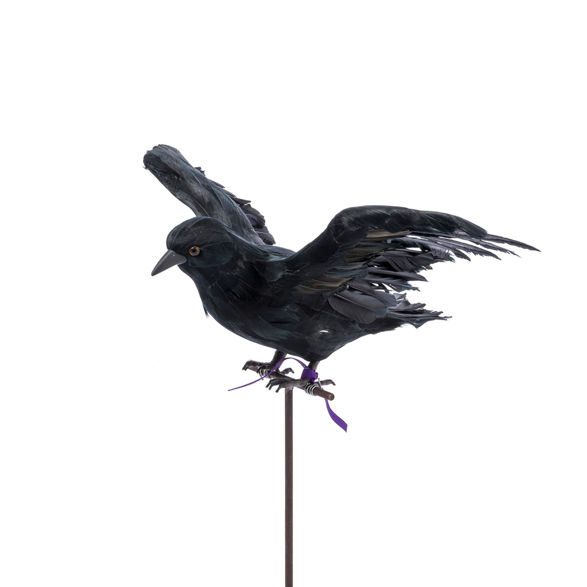 Corbeau volant noir Novità Home Obsoleto vista0
