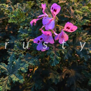 Traktrain banner for @rusty