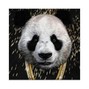SPRITE BEATZ  - DAMN PANDA