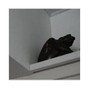 dogfood - Drole