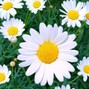 Chewis - Daisy with my dunes 