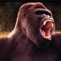 Juvenyle - Gorilla