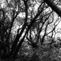 Xangang Beats - Evil Woods