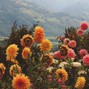 Jdizzy  - *flowers on a mountain*