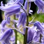 64BOAT - BLUEBELL