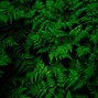 carlse - GREEN GROVE