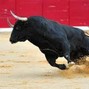 Kamel on the track - Corrida (153 bpm)