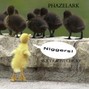 Phazelark - Sicky Racist Chicky